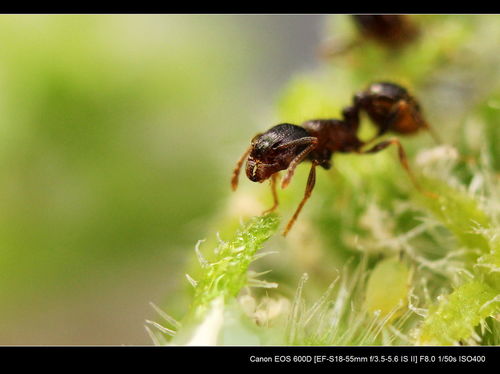 蚂蚁的蚂组词两个字