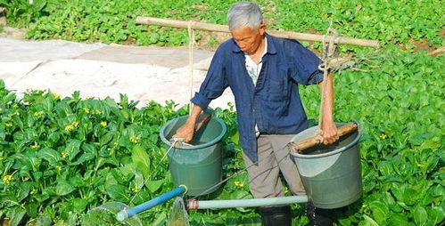 种什么植物最赚钱？