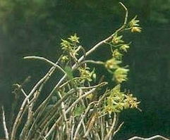 黑节草图片，黑节草多少钱一斤