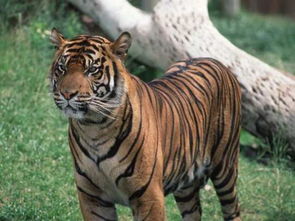 苏门答腊虎鱼和印尼虎的区别,苏门答腊虎鱼变黑