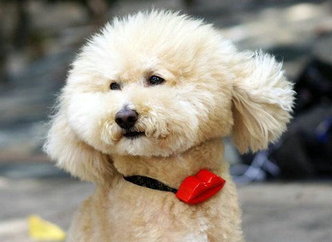 翻译狗在线翻译,翻译狗的语言