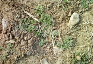 白蒿和艾草的区别图片大全