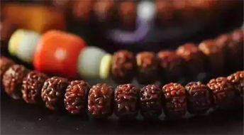 小金刚菩提好吗