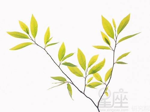 2020年琴棋书画是什么生肖