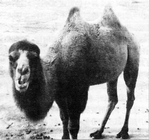 骆驼的驼峰是储存什么的物质