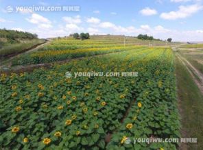 亩和平方米的换算计算器,公顷和亩和平方米的换算