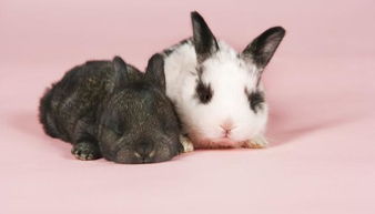 大型宠物兔都有什么品种