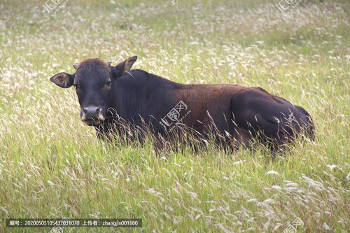 大黑牛是什么意思？
