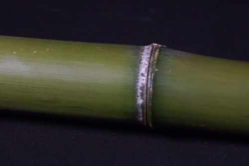 竹酒的制作全过程