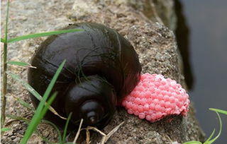 福寿螺和田螺的区别哪一个好吃,福寿螺和田螺的区别