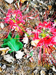 龙爪花图片 图片欣赏