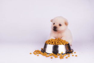 泡的狗粮冷了还能吃吗