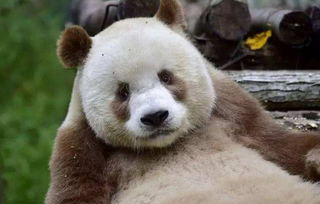 我的世界棕色熊猫,中国的棕色熊猫