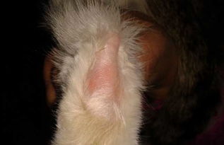 人身上长猫藓初期是什么样子的