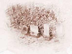 梦见揉面是什么预兆呢