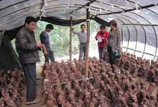 农村有什么商机