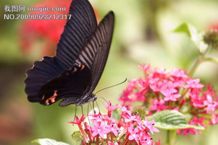 描写“蝴蝶飞舞时优美”的句子有哪些？