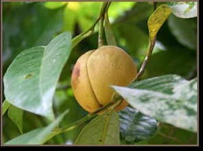 nutmeg liver,nutmeg a valuable spice