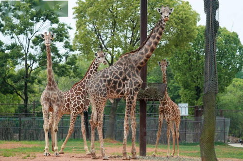 袋鼠的尾巴能干什么？