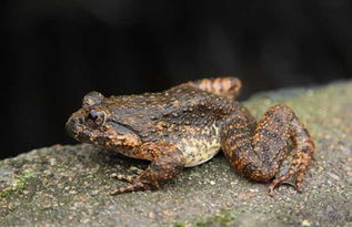 何谓石蛙