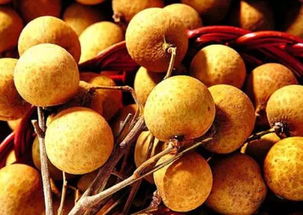 桂圆和龙眼是一种东西吗