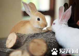 宠物兔该怎么养？