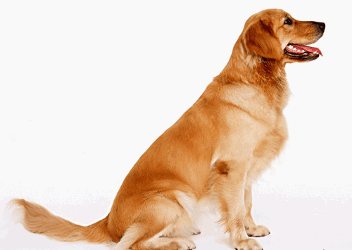 伴侣动物法律定义,伴侣动物医院