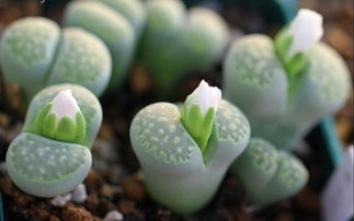 多肉植物外貌描写几句话