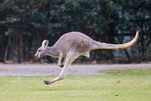 袋鼠尾巴的作用是什么?