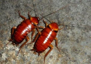 偷油婆在四川方言中是指的什么？