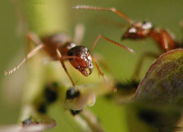 蚂蚁图库网的特点