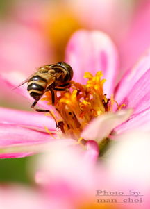把蜜蜂仔脾的细线用不用拆除？