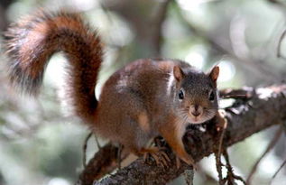 松鼠的尾巴的作用。