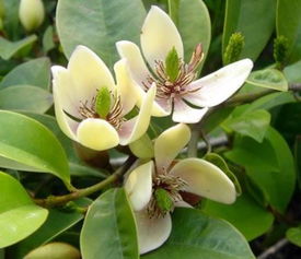 含笑花的养殖方法和注意事项