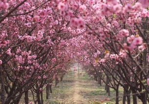 桃花开放的描写