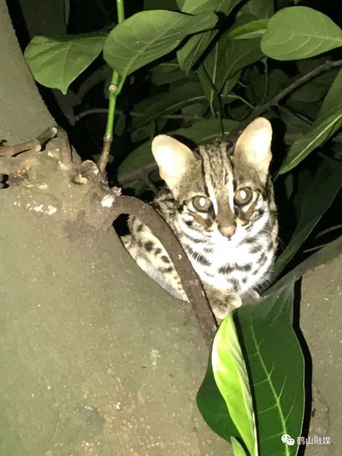 野生保护动物有哪些？