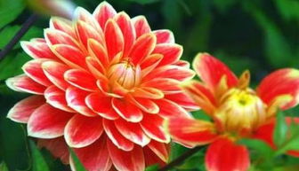 世界上最美的花