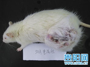 小白鼠是什么意思