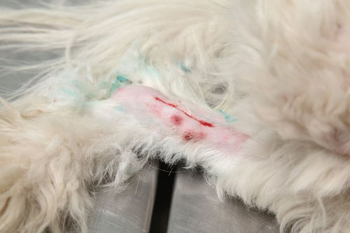 狗血是啥意思？