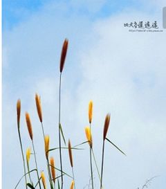 时光荏苒是什么意思。