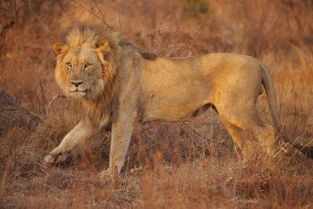 吃人动物学颜色