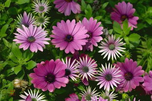 好听的花名大全