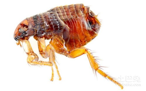 跳蚤最怕什么东西