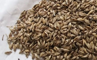 炒谷芽的功效与作用的功能与主治