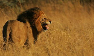 梦见狮子追我但逃脱了