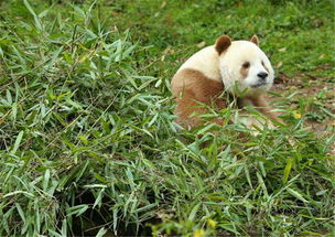 我的世界棕色熊猫,中国的棕色熊猫