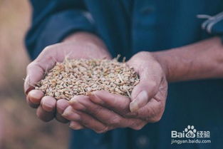 大米的生长过程图片，大米的生长过程视频