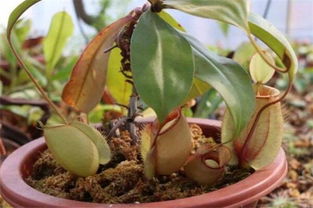 猪笼草怎么养才结笼子，猪笼草怎么养护