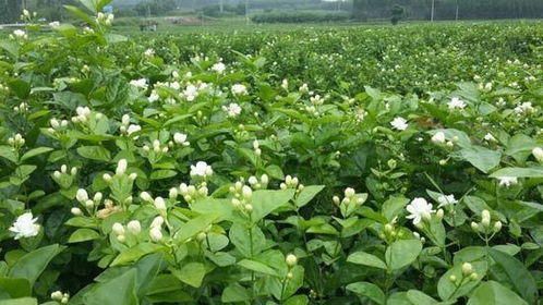 茉莉花论坛的论坛简介