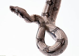 梦见家里有蛇是什么意思 周公解梦